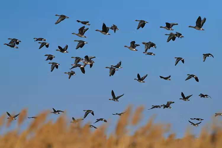 2022年明思端午節(jié)放假公告